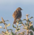 /album/photo-gallery-photogallery/zitting-cisticola-common-at-laguna-de-zonar-jpg/